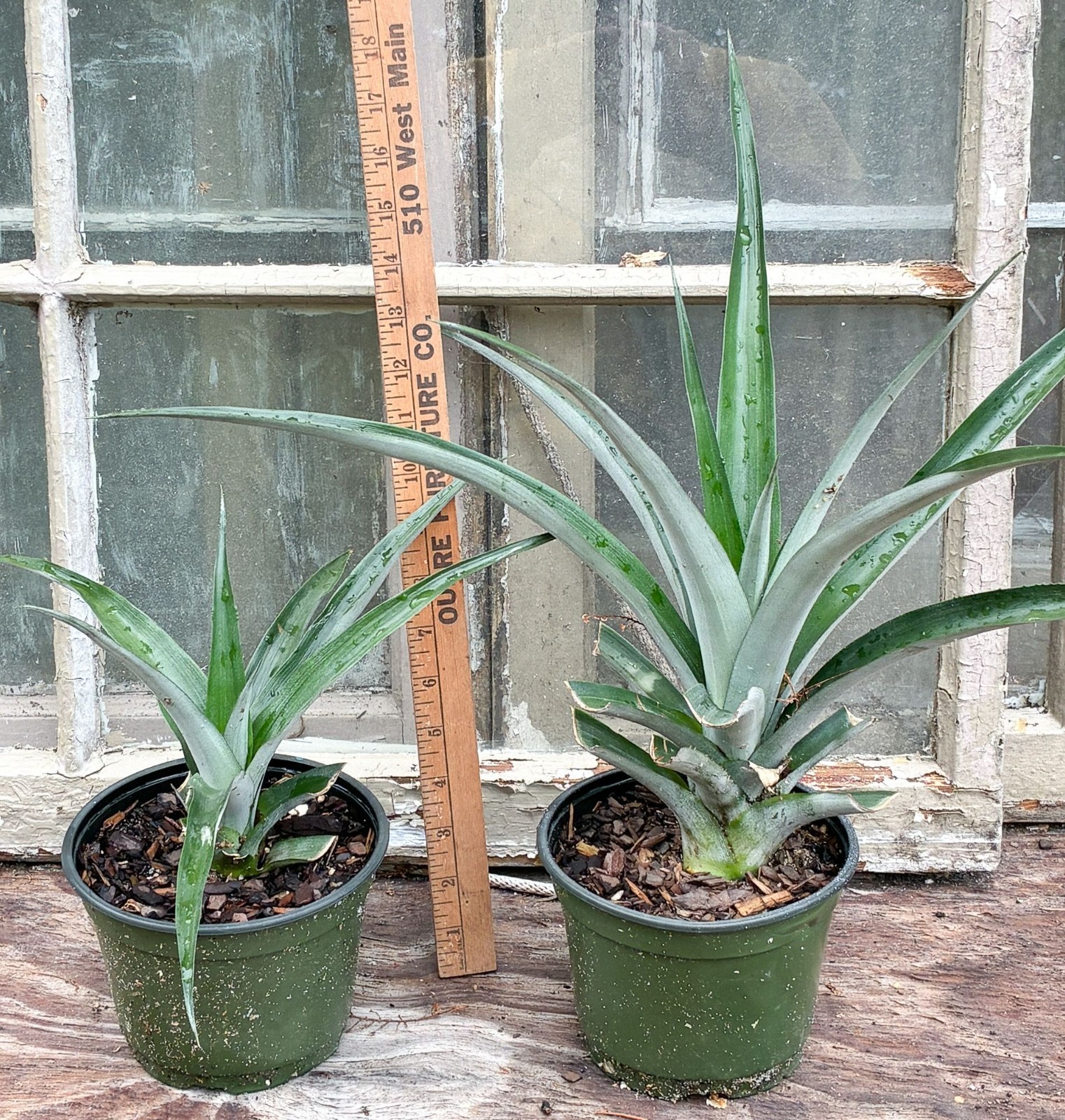 Smooth Leaf Live Pineapple Plants Spineless Edges From Delicious Fruiting Top