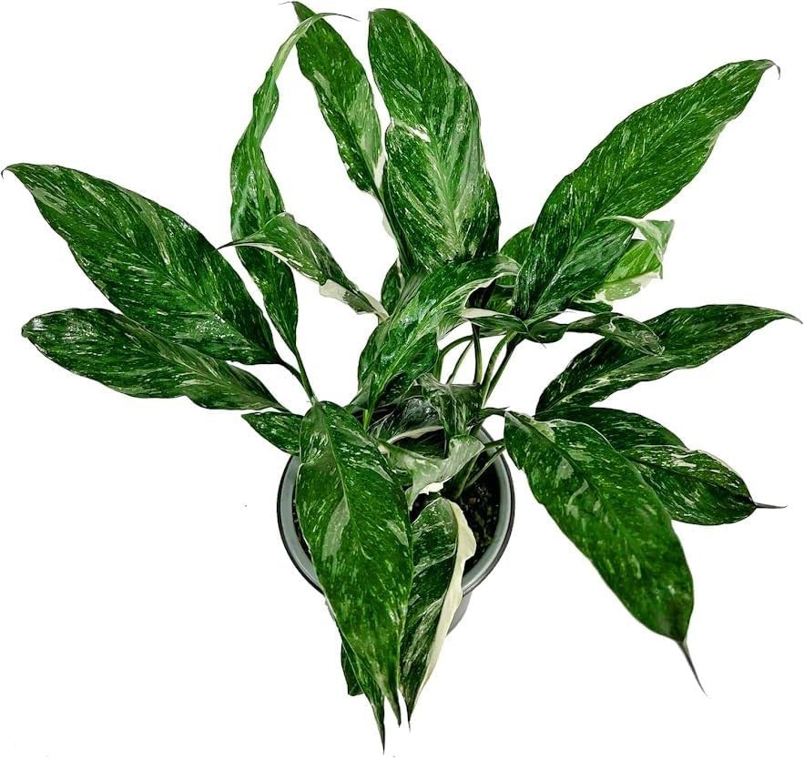 Spathiphyllum Peace Lily Variegated (Pack of 2)| Premium Live Indoor Houseplant