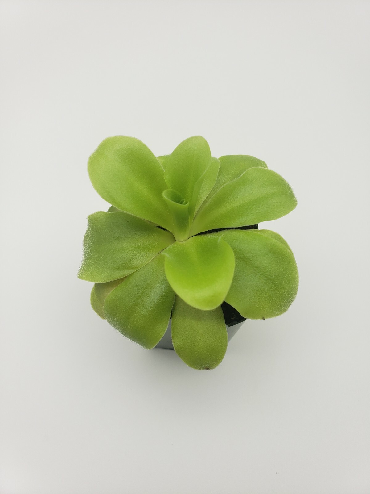 Pinguicula agnata ‘El Lobo’ x Huahuapan- Carnivorous Plant – Butterworts