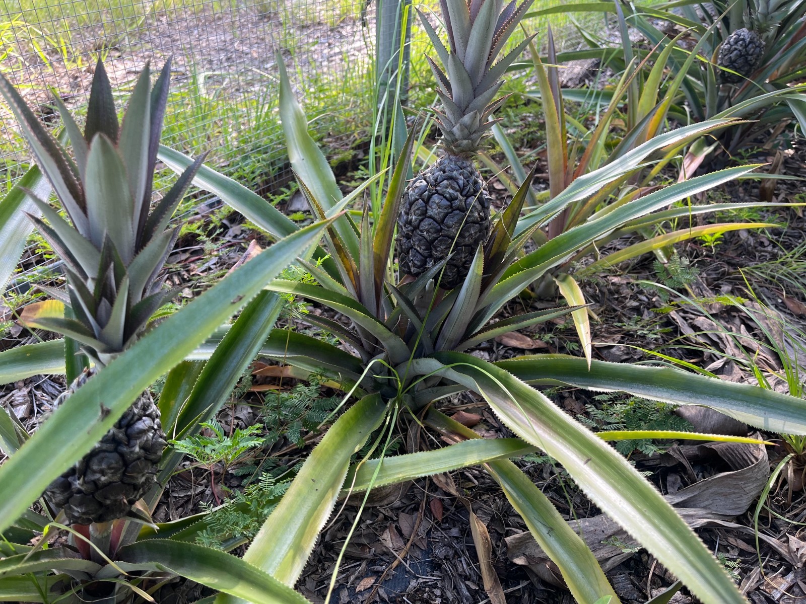 Abacaxi Pineapple Plant 4-12 inch range Bare Root No Root Slip Sucker Pup Live