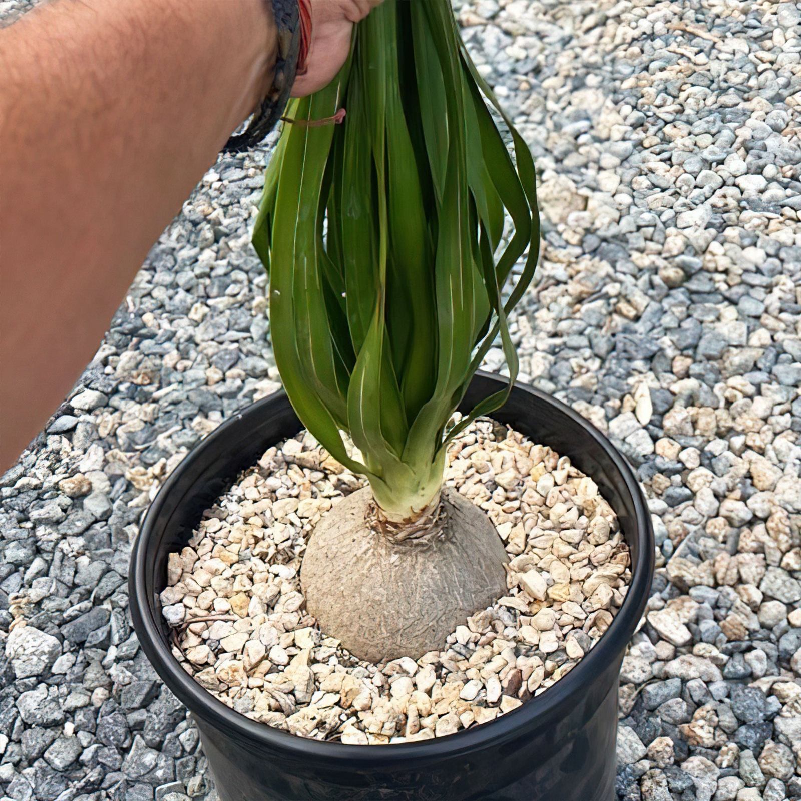 Ponytail palm ‘Beaucarnea recurvata’ cactus Cacti Succulent real live plant