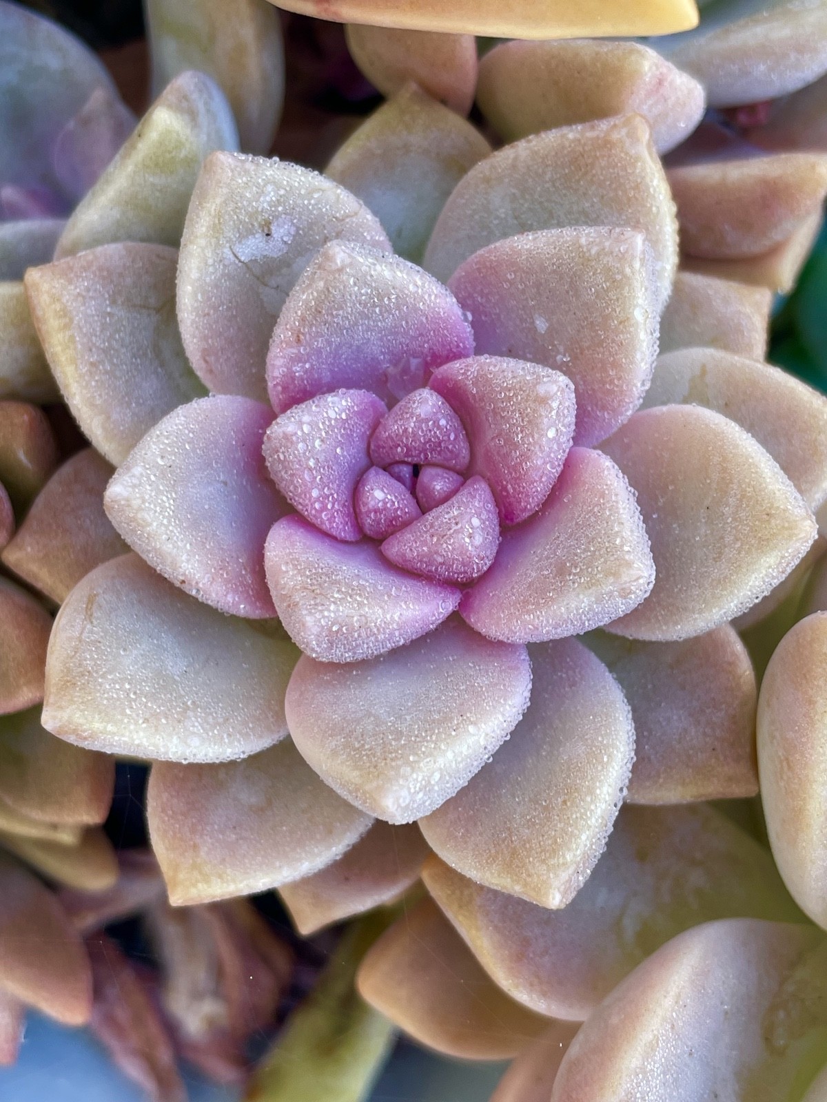 Rare Succulent Graptosedum Ghosty Cactus Live Plant Cutting One-Head 2-3 Inches