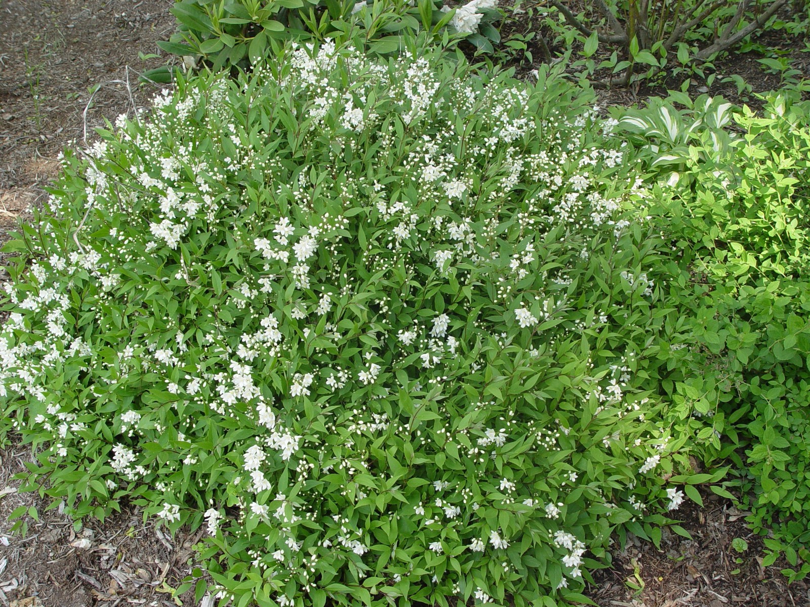 Green Promise Farms Deutzia Gracilis Nikko Nikko Deutzia Shrub White Flowers 2