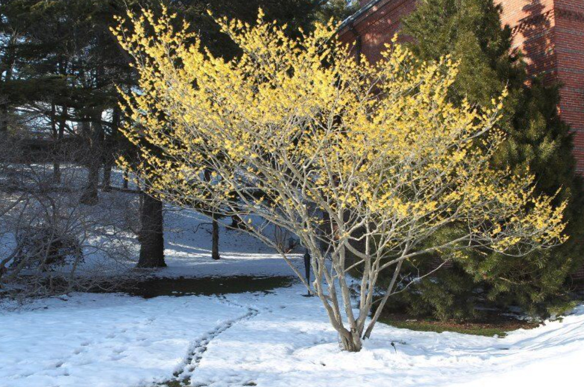 Live Witch Hazel Plant – 1 Gallon – Fragrant Winter Blooming Ornamental Shrub