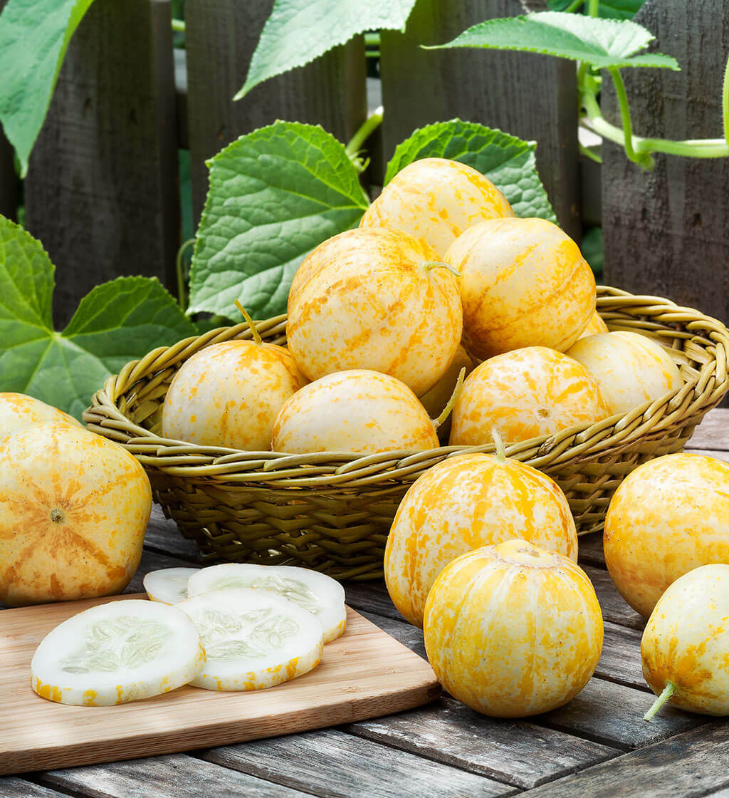 Lemon Cucumber Seed, HEIRLOOM – NON GMO, Fresh Seeds for Your Garden, A FAVORITE