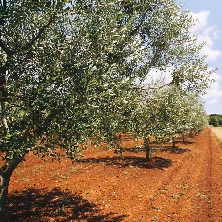Canino Olive Tree Seeds | Italian Virgin Oil Perennial Seed 2024 Fast Shipping