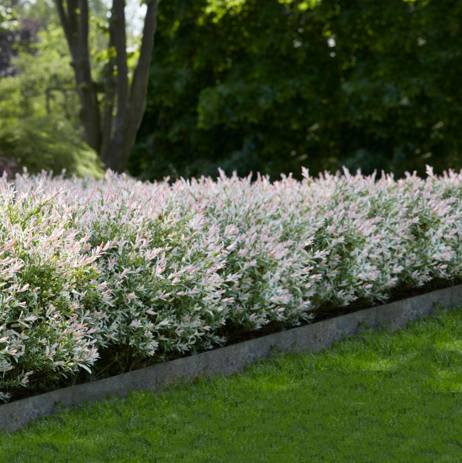 Japanese Dappled Nishiki Willow – Live Shrub/Tree in 4-Inch Pot (8–12″ Tall)