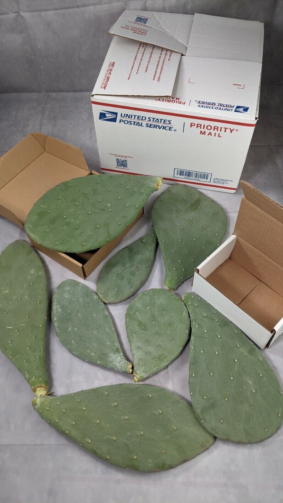 3 Spineless Prickly Pear Opuntia Cactus Pads 5+ Inches each From Arizona