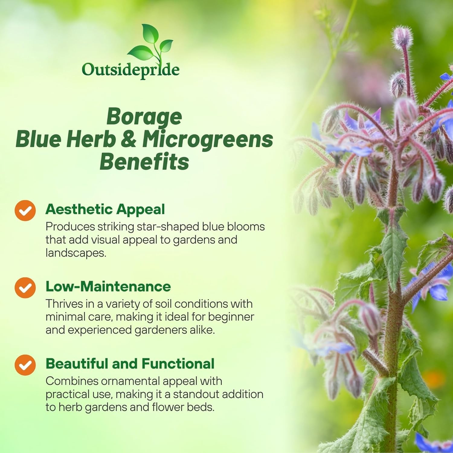 1 LB Heirloom Borage Herb Seeds For Microgreens or Sprouting