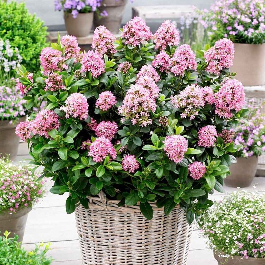 Escallonia Laevis Pink Princess – 10 Cuttings – USA