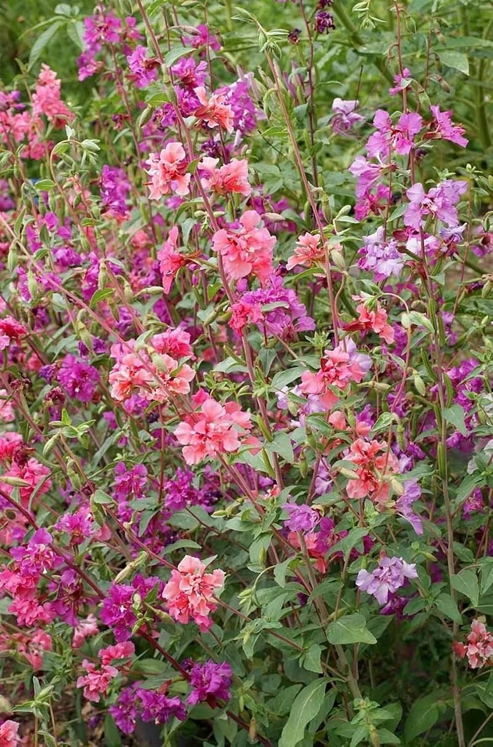 100+ Clarkia Flower Seeds Clarkia Farewell Mixed Colors Flowers Garden Planting