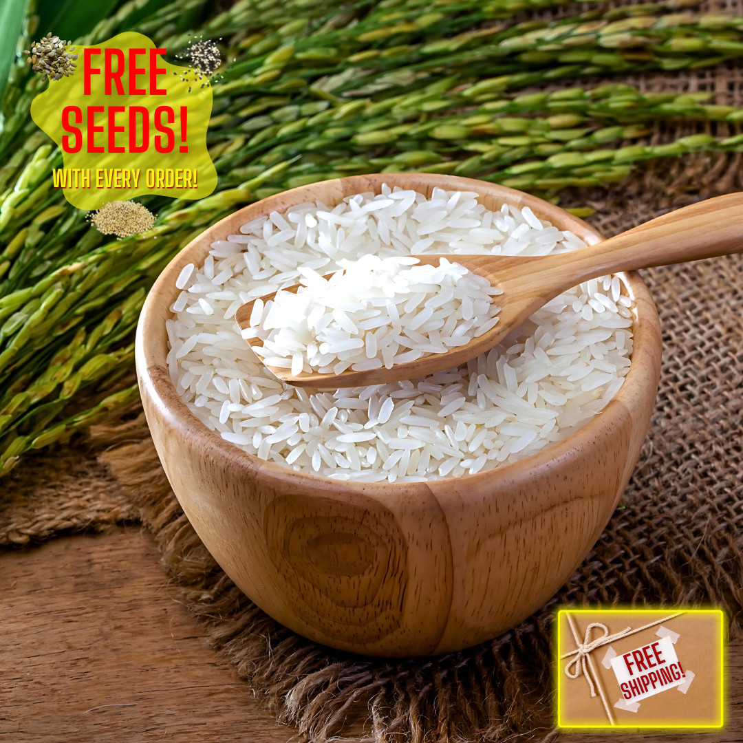 Fresh Thai White Jasmine Rice Seeds | Taiguo Xiang Mi | Heirloom Non-GMO | Grain
