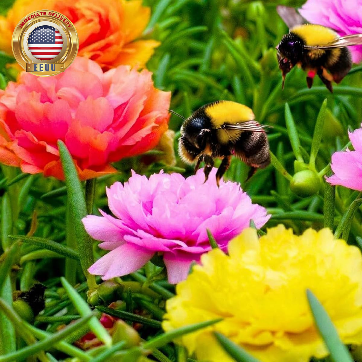 10000+ Portulaca Grandiflora Moss Rose Seeds Mixed Color Spreading for Planting