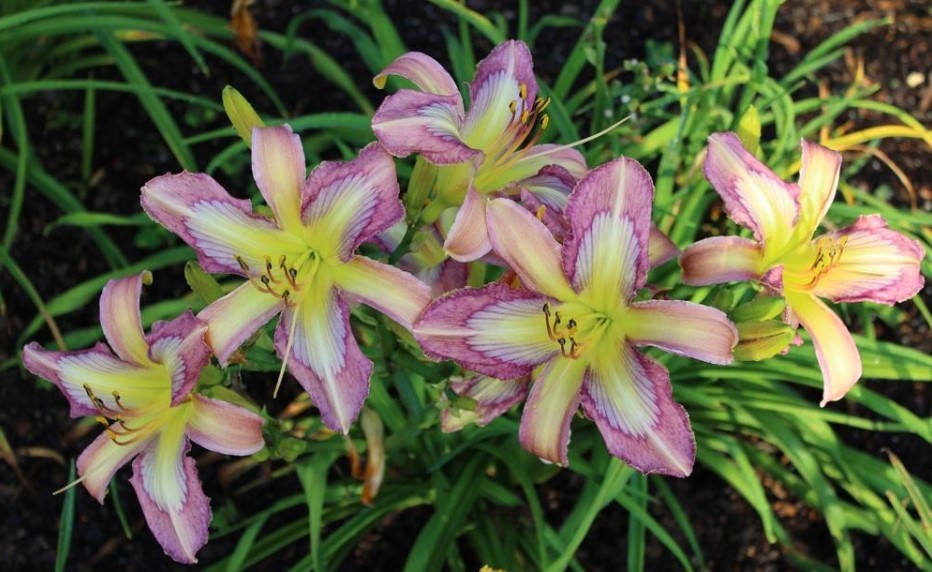 Daylily ‘Dragonfly Tattoo’ Lavender, Orchid Pink Blooms on 29″ Flower Scapes