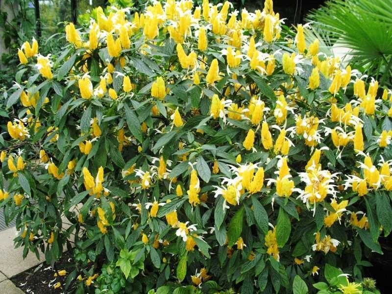 GOLDEN SHRIMP PLANT~~ Justicia brandegeana, Pachystachys Lutea,~~STARTER PLANT!!