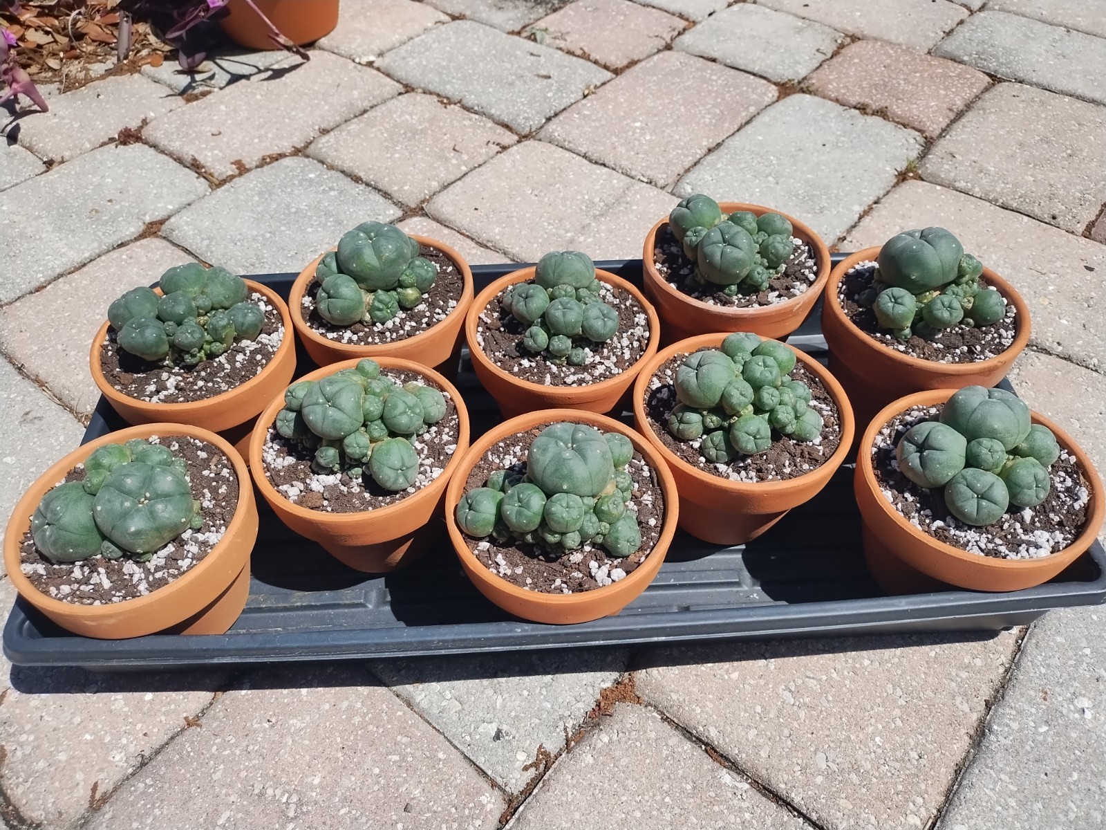 Rare Seed Grown Cactus Clusters 2.75-3.5in Diameter