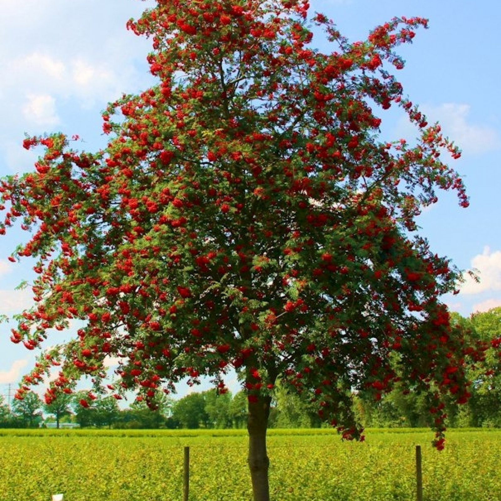 EUROPEAN MOUNTAIN ASH Sorbus Aucuparia 20,50 SEEDS