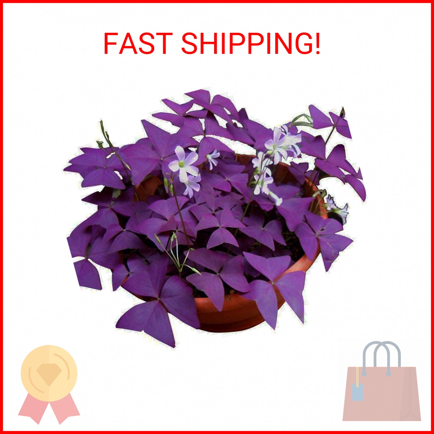 12PCS Purple Shamrocks Bulbs Good Luck Plant Purple Oxalis Bulbs for Planting Gr
