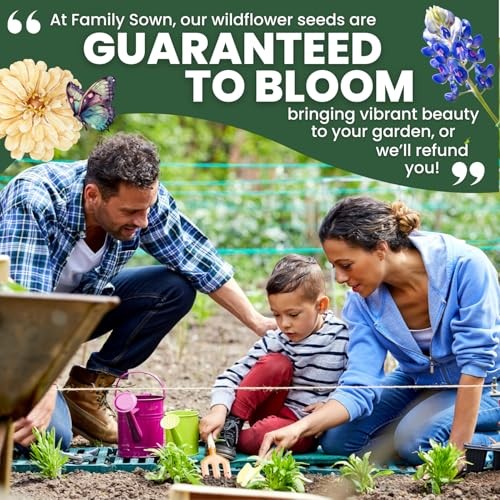 Texas Bluebonnet – 3,000 Seeds for Planting – 2026 Season – 4 Ounce 4 Ounces
