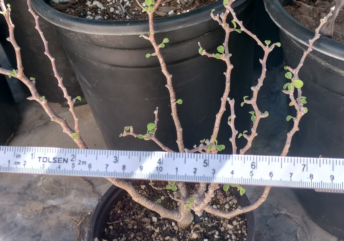 Euphorbia misera Baja California Mini Bonsai Tree Many Branches Caudex