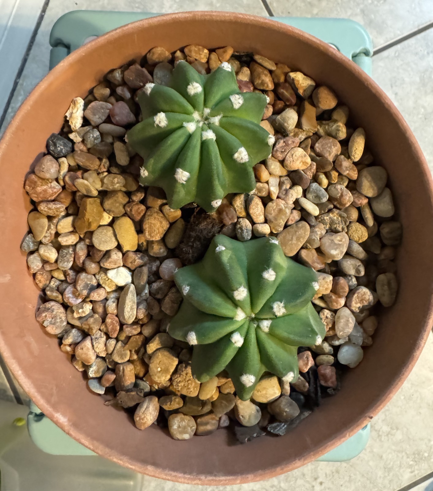 Two of (3-4cm) special SUCCULENT Cactus Red color flower rooted baby plants
