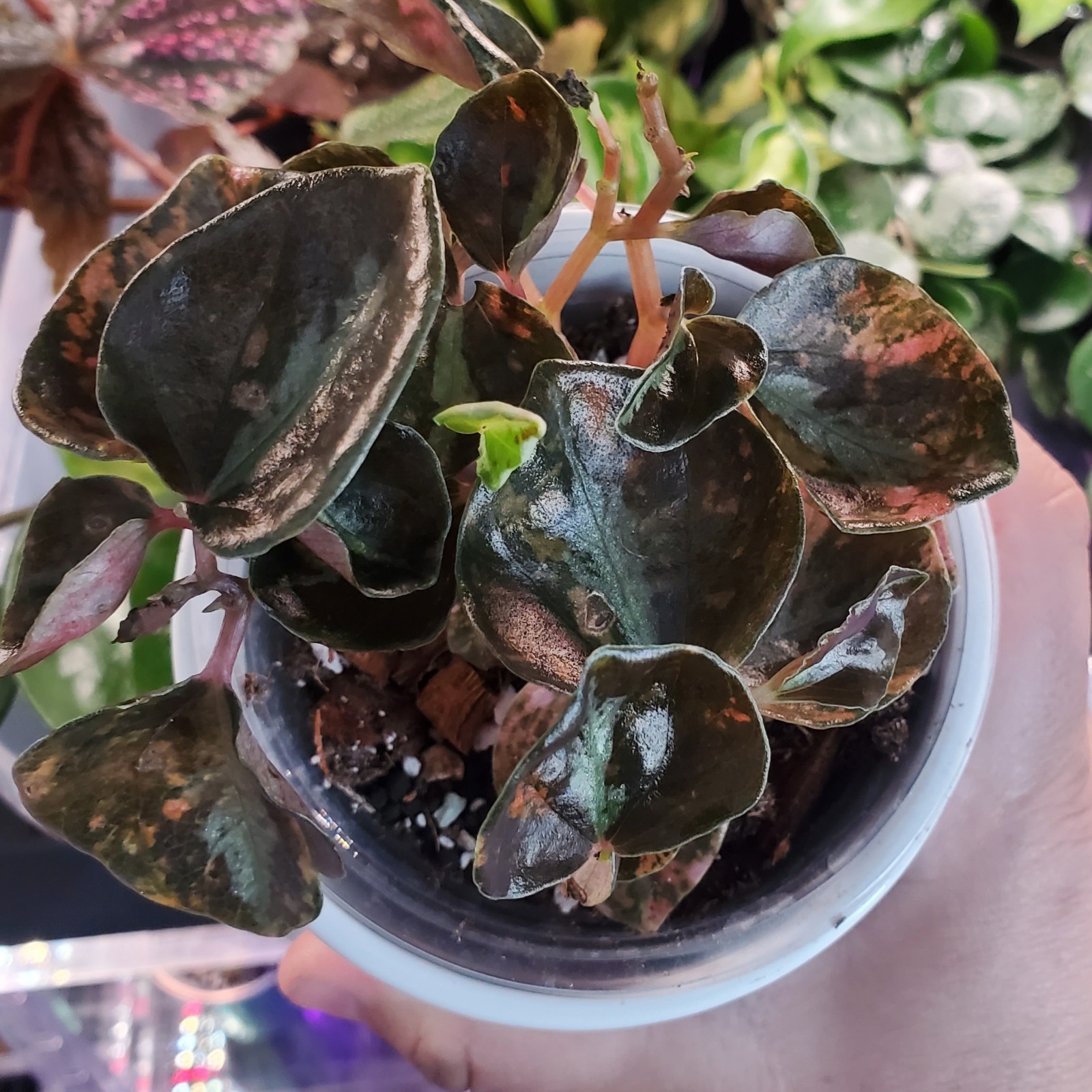 Peperomia Creme Brulee Metallic Orange Houseplant 3″ pot
