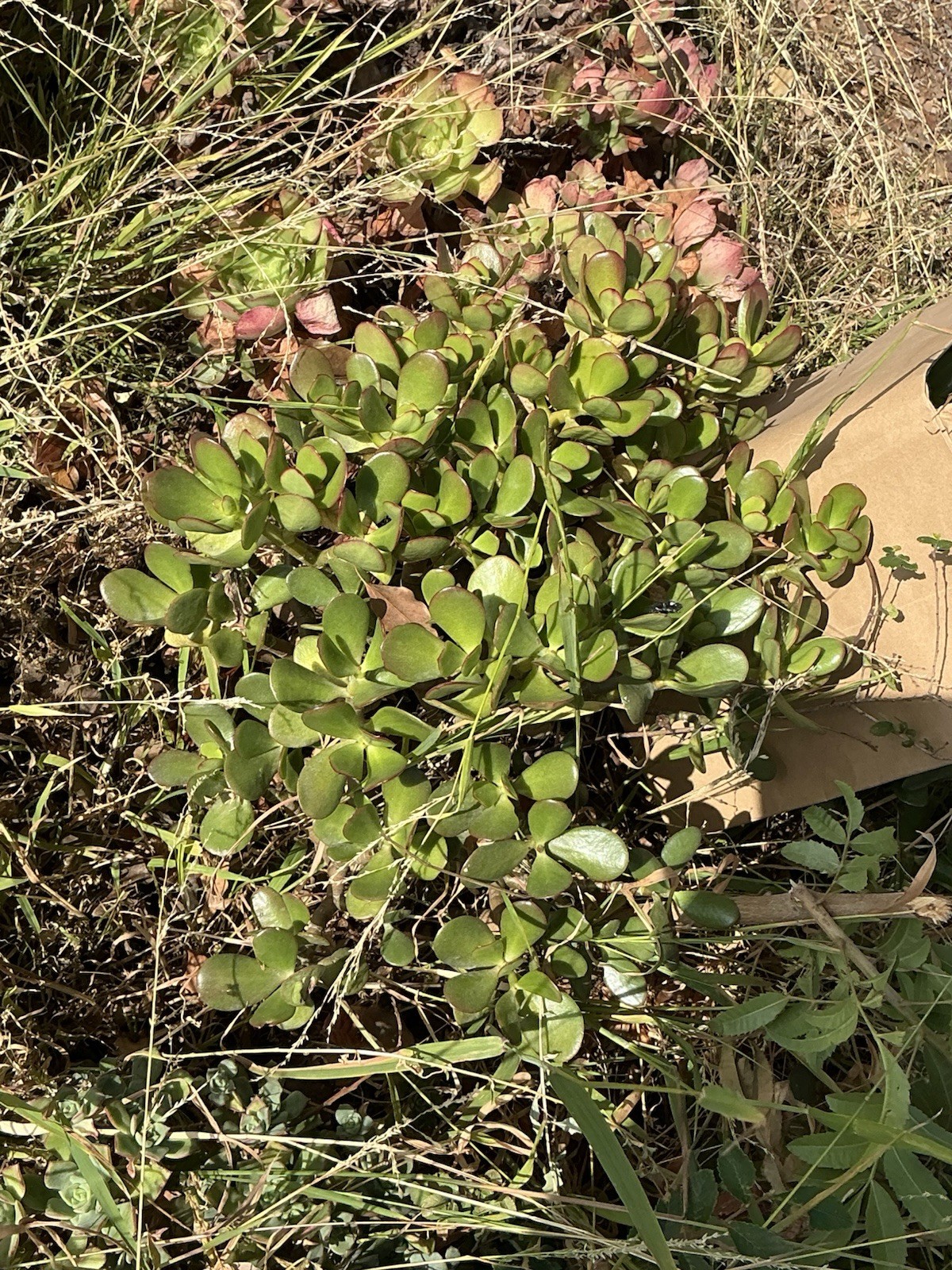 healthy jade plant with roots, Around 18” tall, rooted