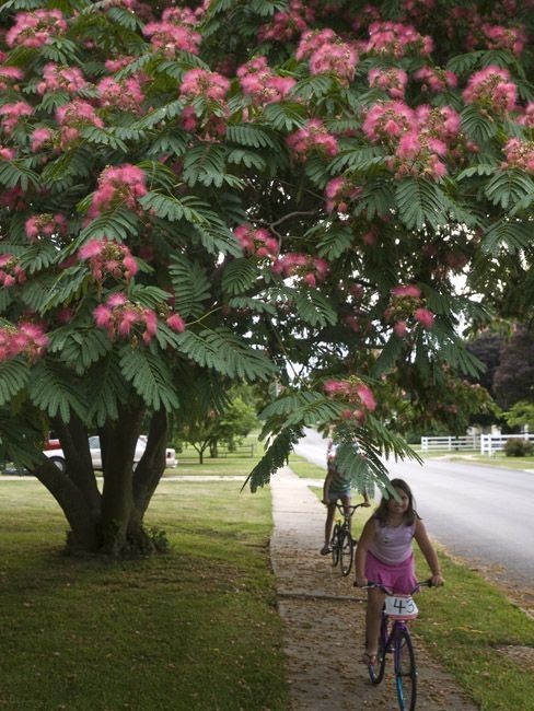 6″ to 12″ tall Mimosa tree in small pot – to grow (1) a large tree or (2) bonsai