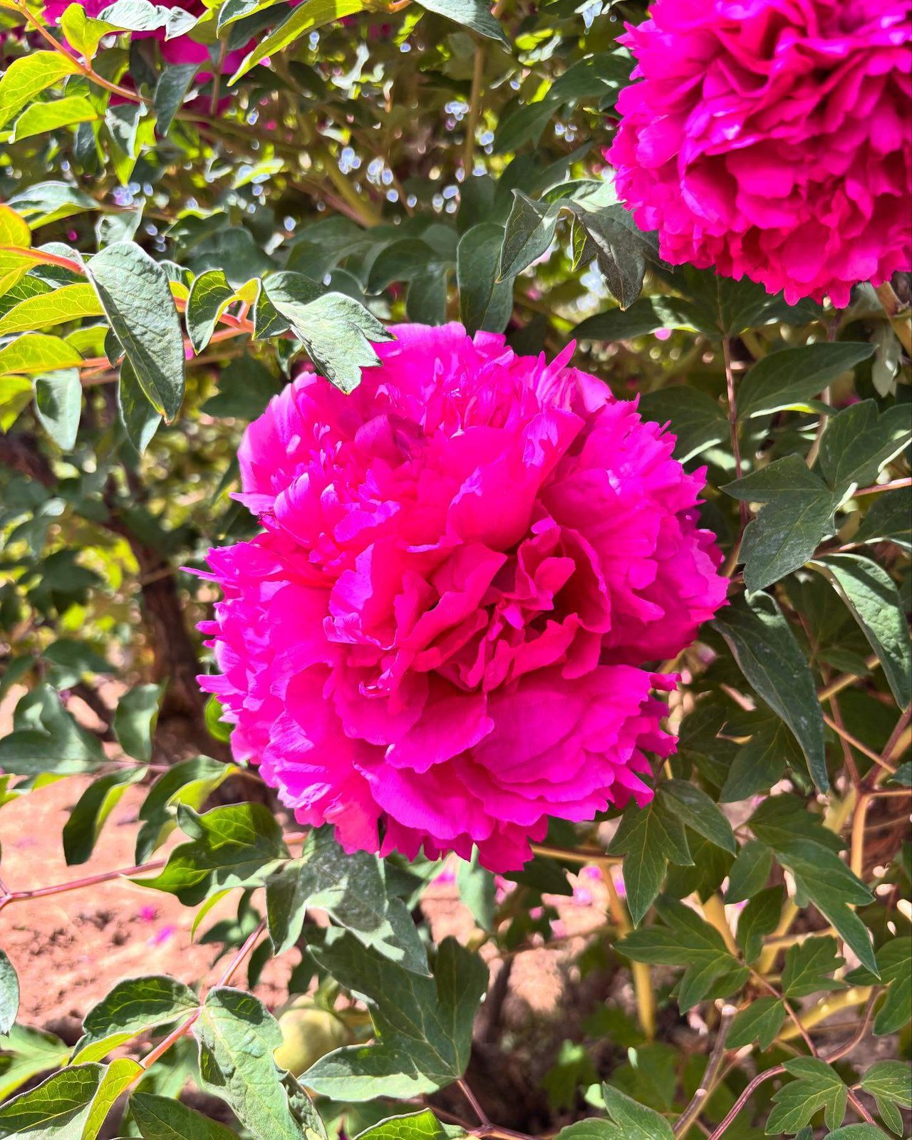 “Li xiang” large flower tree peony
