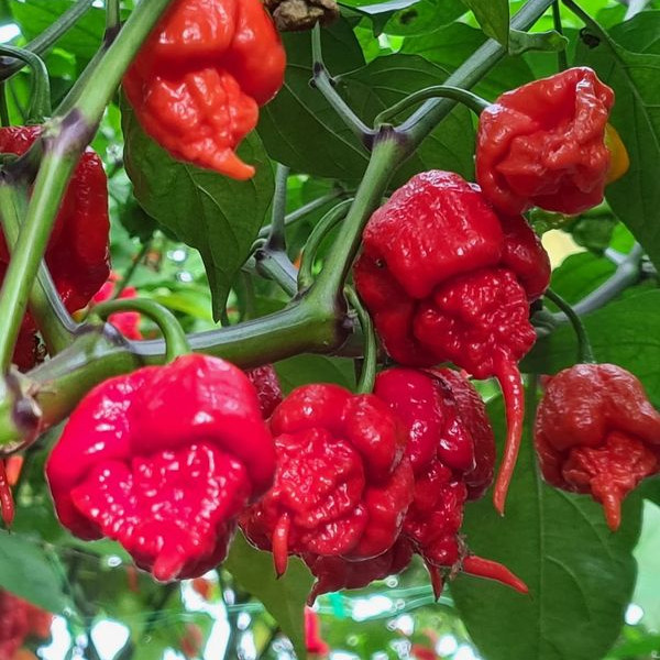 Carolina Reaper Seeds – Award Winner! Non-GMO. High Germ Rate! Monster Yield