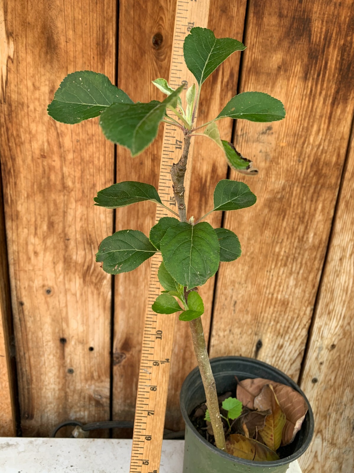 5 Anna Apple STICK CUTTINGS with BUD for GRAFTING or Planting