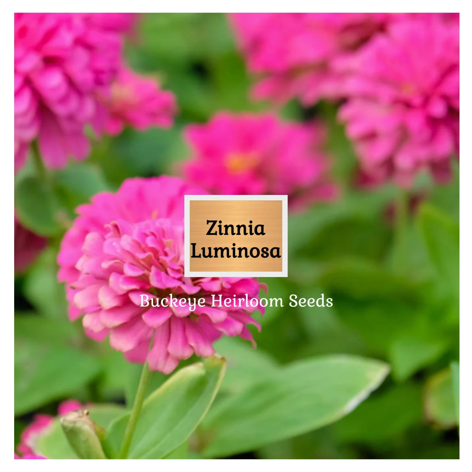 Zinnia | Luminosa | 100 Seeds | (Zinnia elegans) | Easy to Grow | Heirloom
