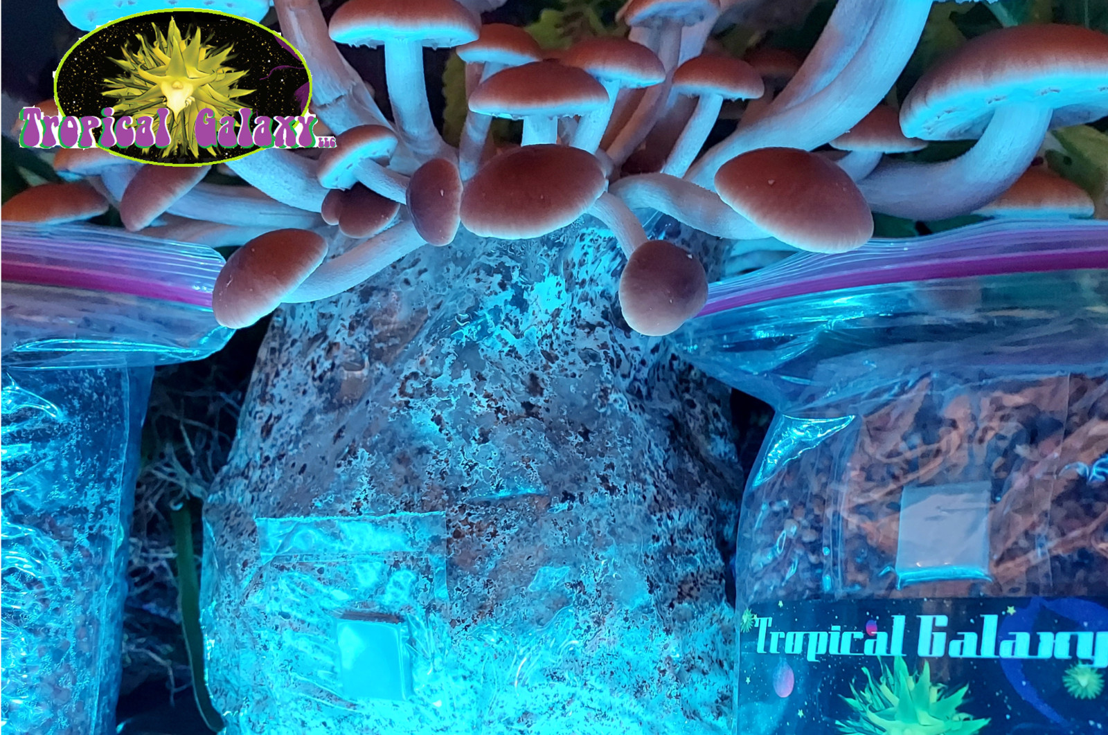 3x All In One Mushroom Grow Bags – Dung Lovers Bulk Substrate w/ Injection Port