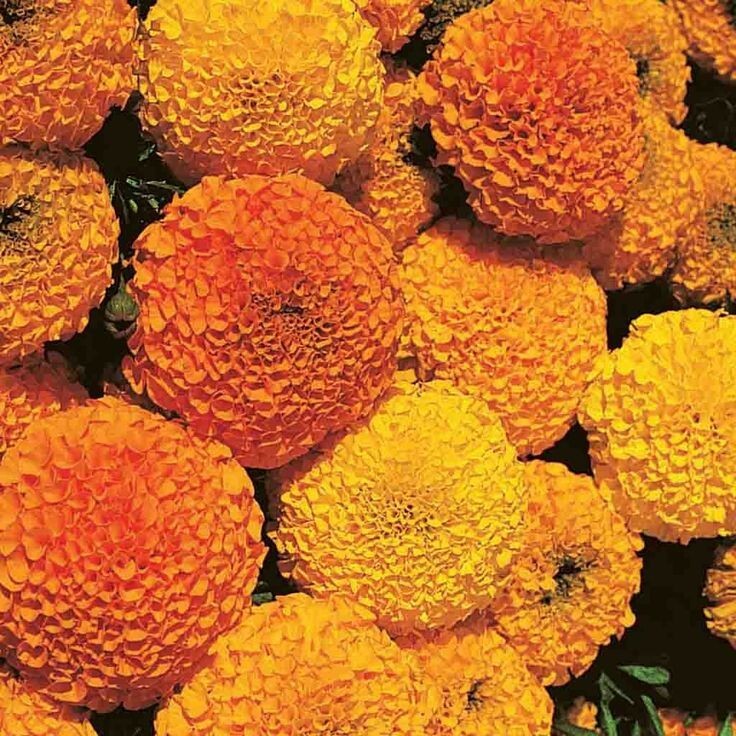African Marigold Flower Seeds ,Discovery Marigold Flower Seeds to Plant at home.