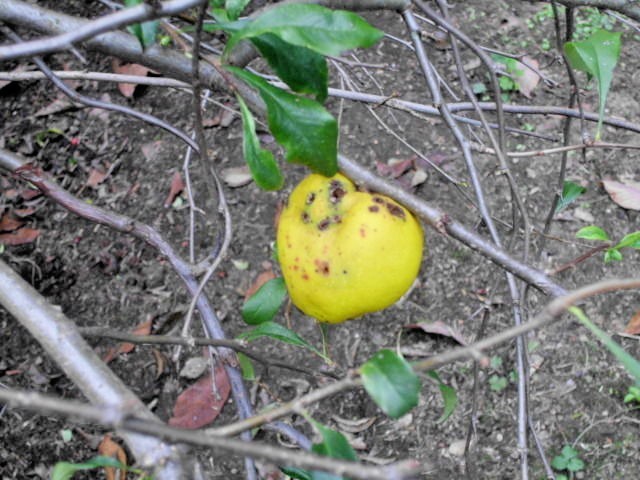15 CORALINE QUINCE SEEDS – chaenomeles x superba cv corallina