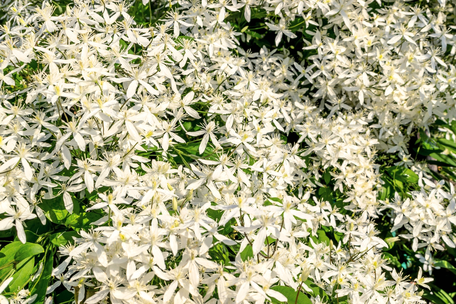 20 SWEET AUTUMN CLEMATIS Paniculata Fragrant Flower Vine Seeds