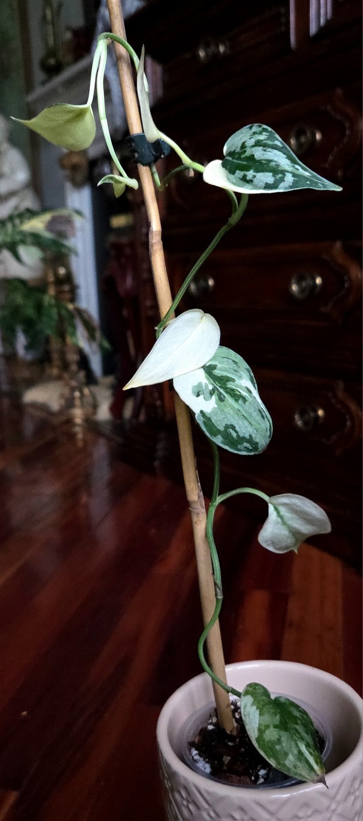 Rare Scindapsus Mayari Albo 18″ Tall not Aroid Monstera Philodendron Anthurium