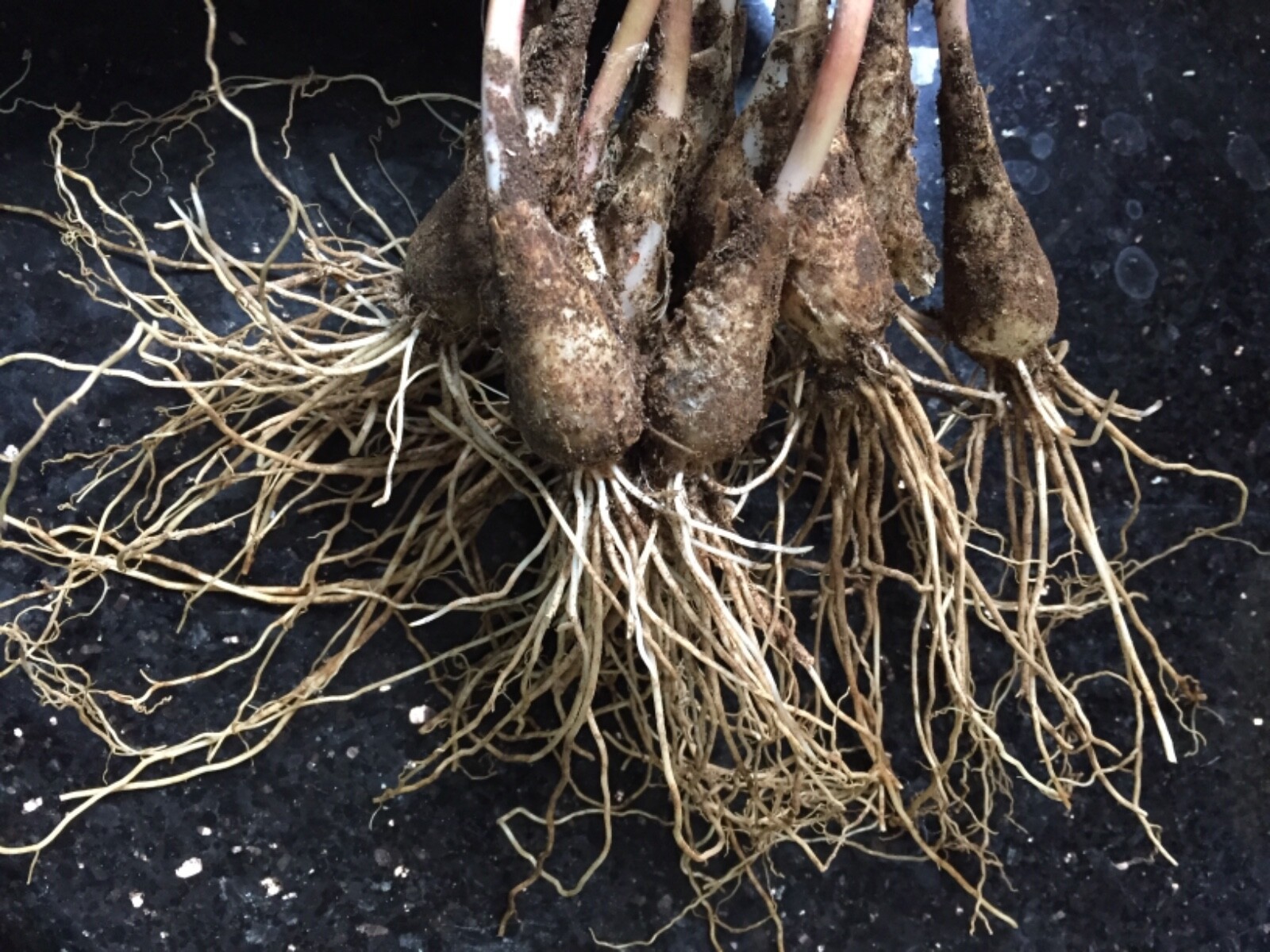 40 ORGANIC Ramp bulbs to plant Wild Leek Fresh Allium Tricoccum Onion Garlic