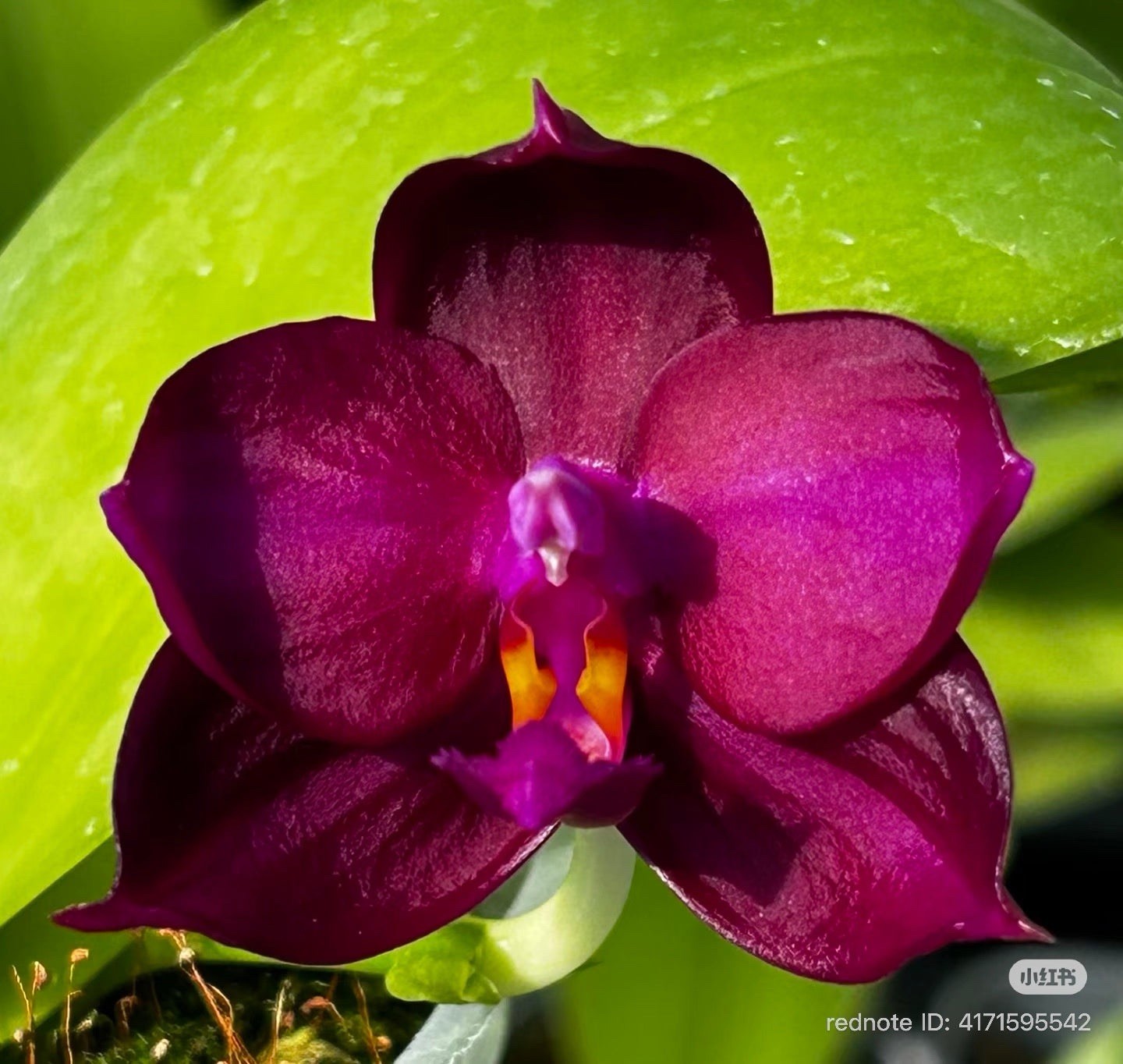 Novelty Phalaenopsis BKH2325A