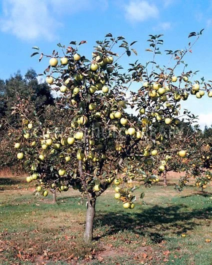 Yellow Delicious Apple Grafted Fruit Tree Quart Pot 2 Feet Height
