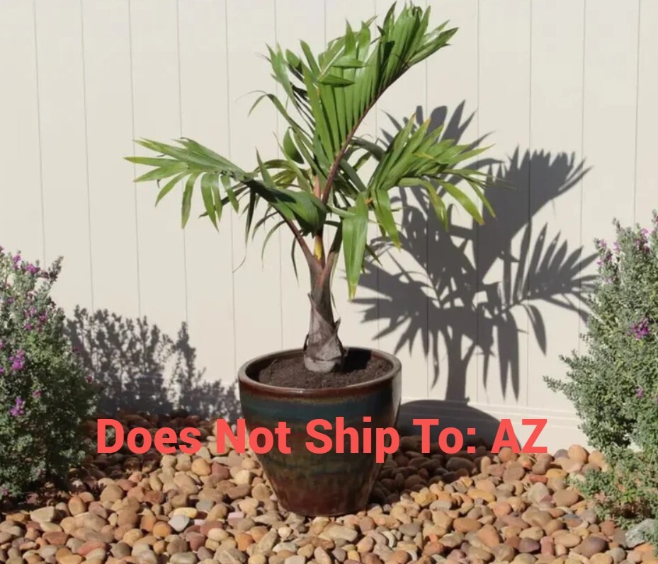 Bottle Palm Tree Live Plant Hyophorbe Lagenicaulis Outdoor/Indoor 20-24″H 6″ Pot