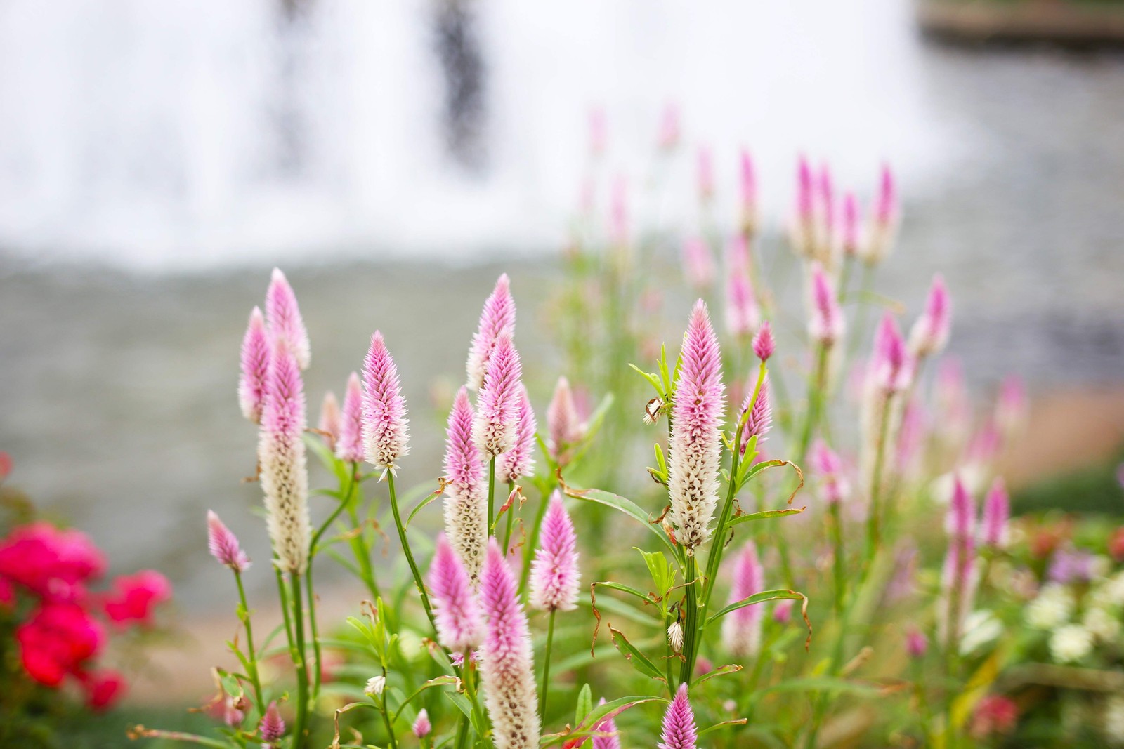 100 FLAMINGO FEATHER Wheat CELOSIA Spicata Pink & White Flower Seeds