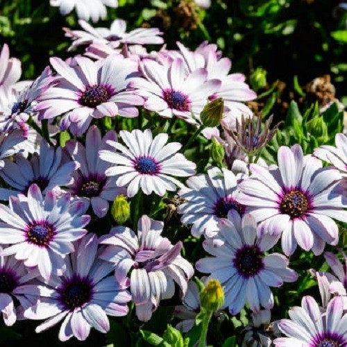White Cape Daisy Seeds Gorgeous Purple, White Flowers, Easy To Grow Non-GMO