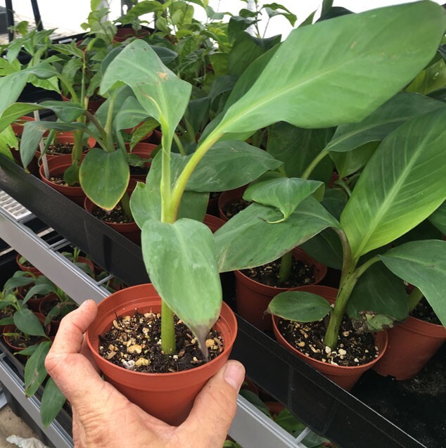 FHIA-03 “Sweetheart” Dwarf Banana Plant – RARE Dwarf Banana