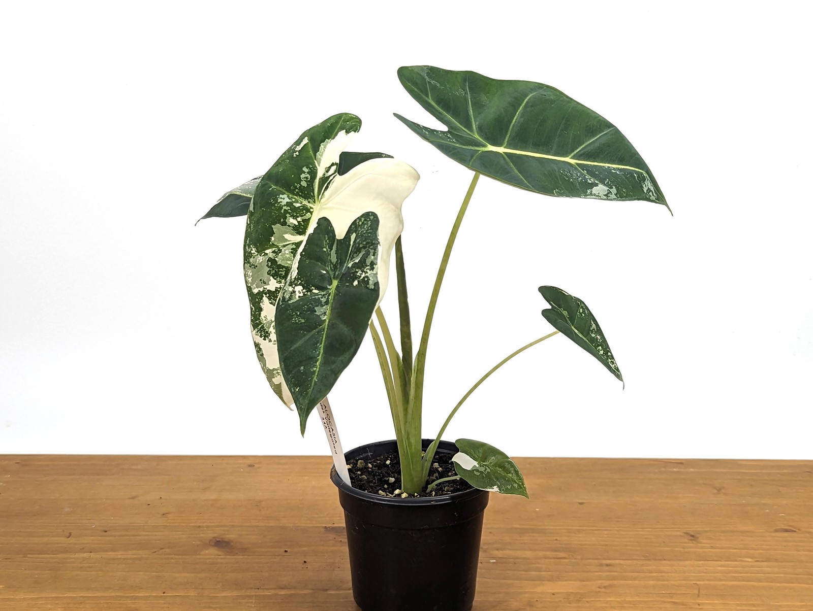 Alocasia Frydek Variegated – Assorted 4 Inch Pots