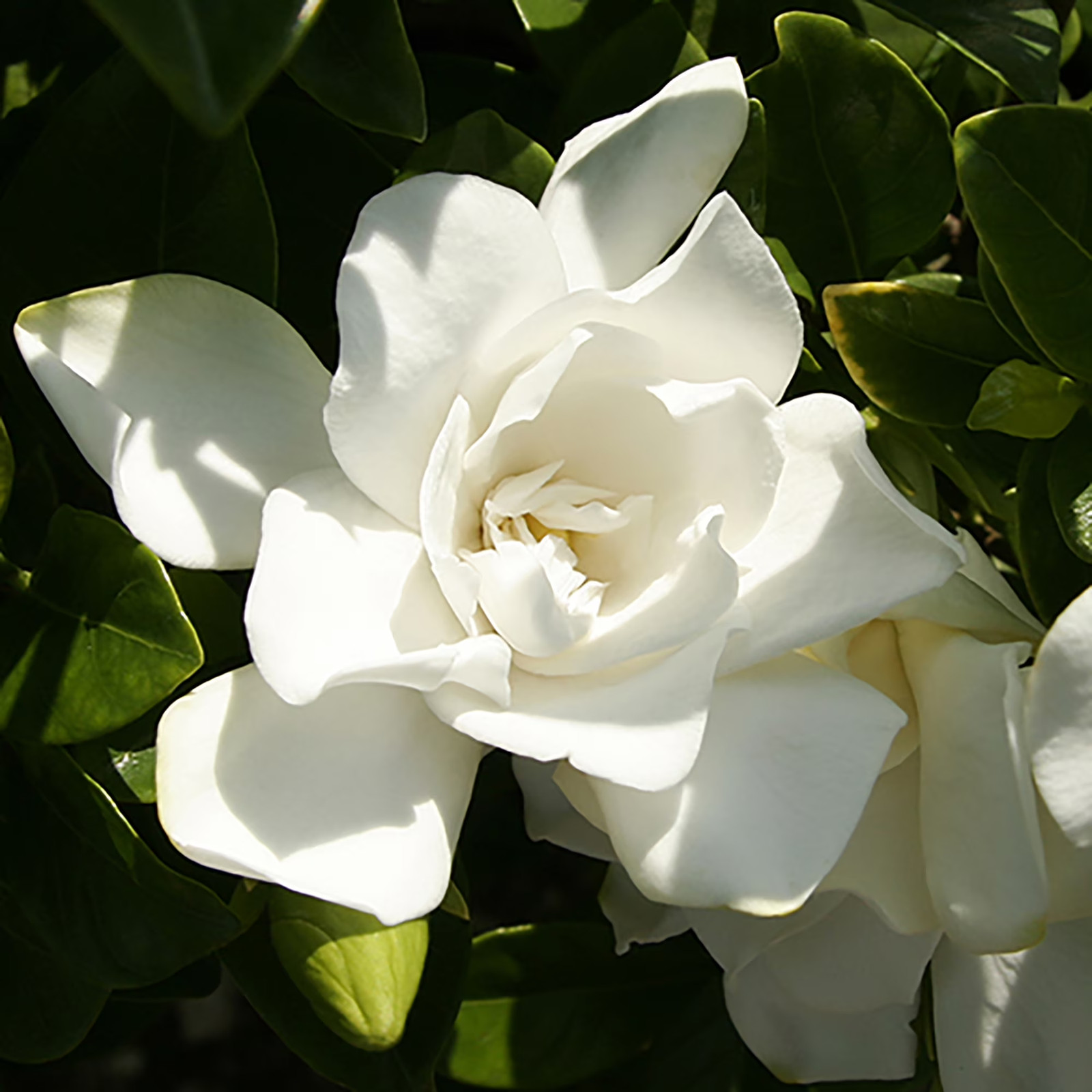 Jubilation Gardenia Live Shrub in 2-Gallon Grower Pot