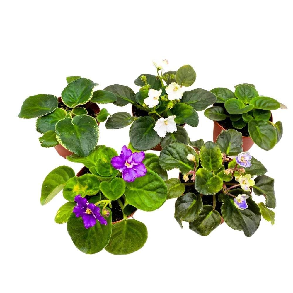 Harmony’s African Violet Assortment, 4 inch Set of 5, Rare Saintpaulia Violets G