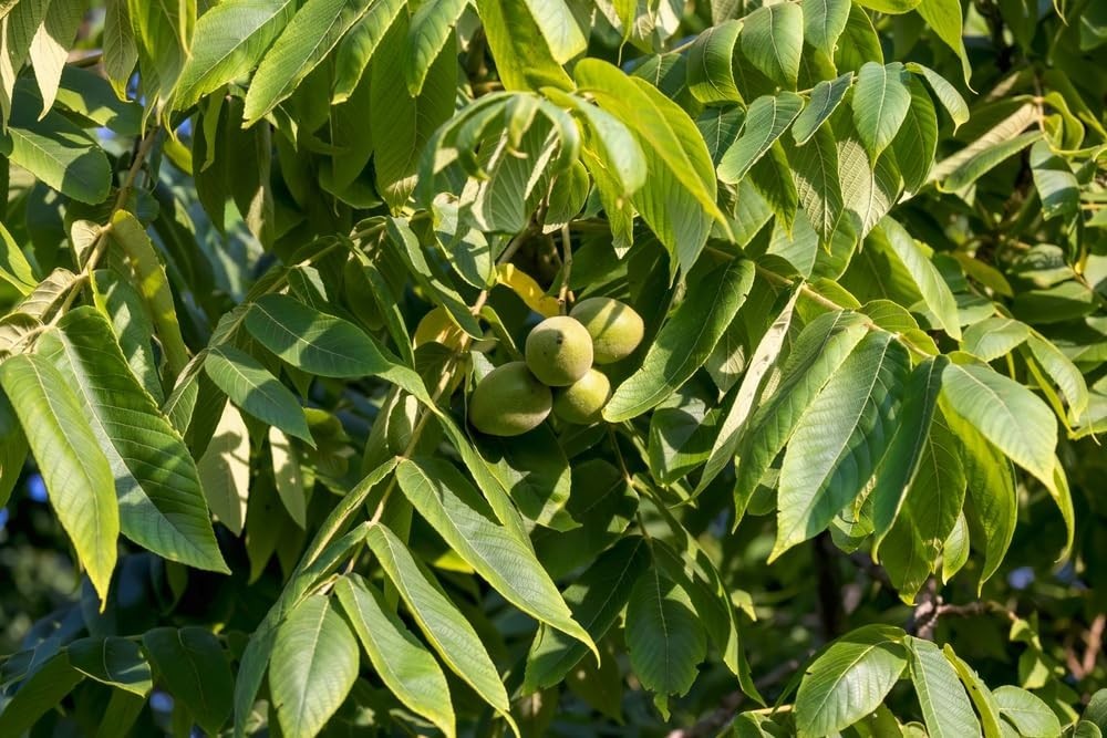1 White Walnut Tree 12-24″ Juglans cinerea Bare Root