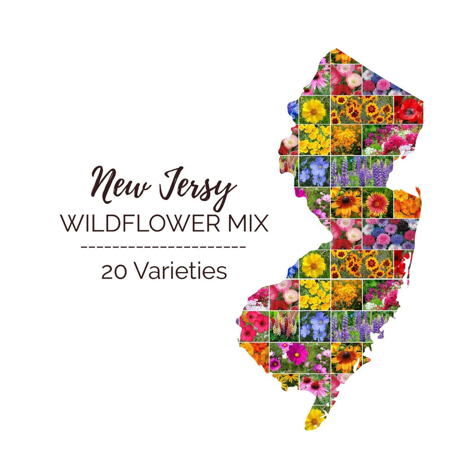 Wildflower NEW JERSEY State Flower Mix Perennials Annuals USA Non-GMO 1000 Seeds