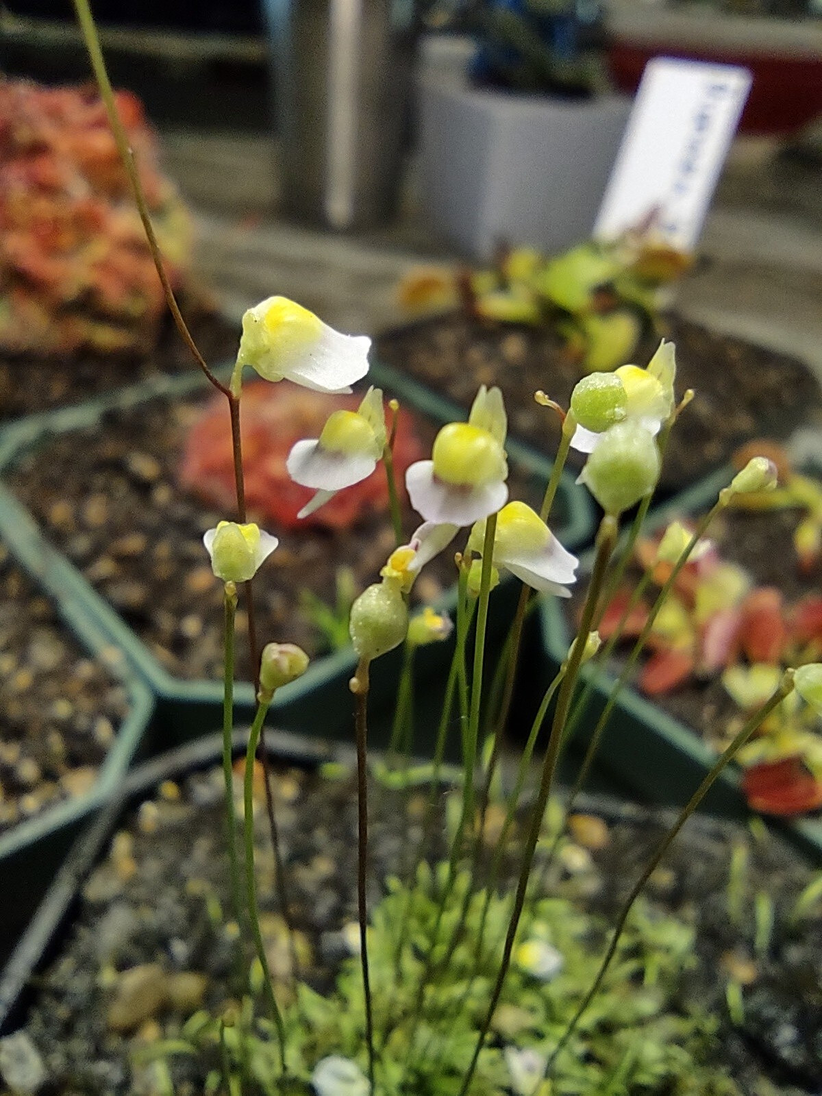 Utricularia Bisquamata Easy To Grow Carnivorous Terrestrial Bladderwort Potted.